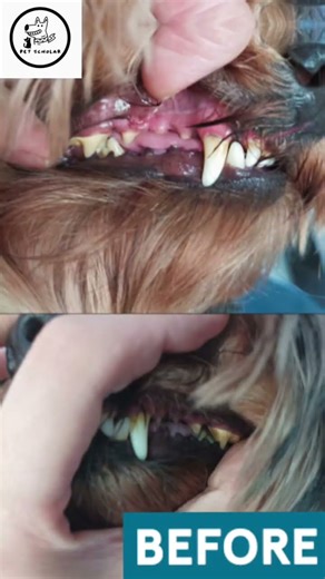 Yuno the Cavapoo | Before & After Dental Cleaning 🦷✨