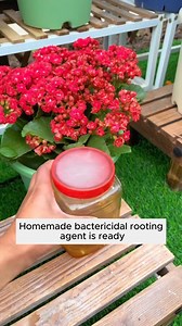 23K views · 129 reactions | Highly effective rooting stimulator #gardening #garden #gardeningtips #gardenlife #gardeninspiration | Seed Connect | Facebook