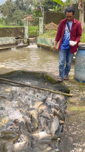 Giant carp reaction at feeding time 🐟