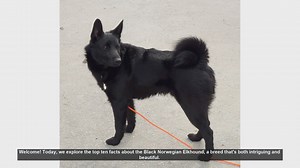 Top 10 Fascinating Facts About the Black Norwegian Elkhound