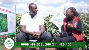 2K views · 31 reactions | Farm Exhibition SeedCo Vegetables, Agritech Expo, Everyone | ABN TV Zambia | Facebook