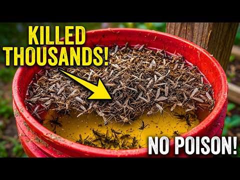 Kill Thousands! The Mosquito Elimination Method That Actually Works — No Poison, No Exterminator