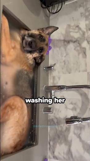 Washing Her German Shepherd In The Kitchen Sink!