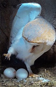 Egg drop! Gylfie the barn owl looks round to greet her second egg #owl #barnowl #livefromrobertefuller | Robert E Fuller