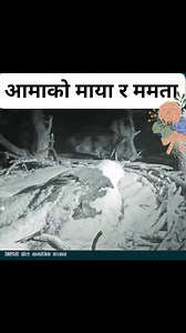 आमाकाे माया र ममता #gpcomputermartadibajura #fbreelsfypシ゚viralvideo #viralreelsシ #シ゚viralvideo #राधे_राधेchallenge #StarsEverywhere #gpcomputerbajura | GP Life Lessons-जीवनका अनुभवहरू