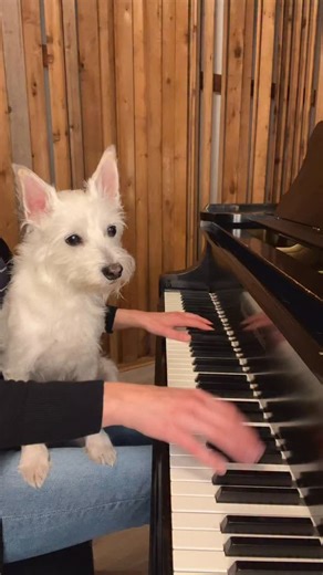 Kara Mehrmann | Countdown begins! 👻 Bradford took this one very seriously. 🎃🔪 What’s your favorite Halloween song? 🎵 . . . #halloweentheme #michaelmyers... | Instagram