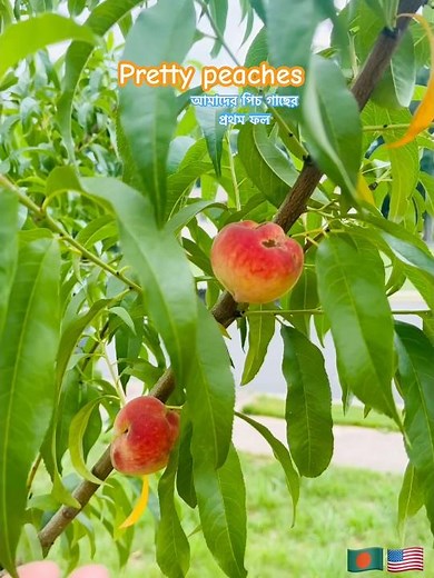 Pretty PEACHES 🍑