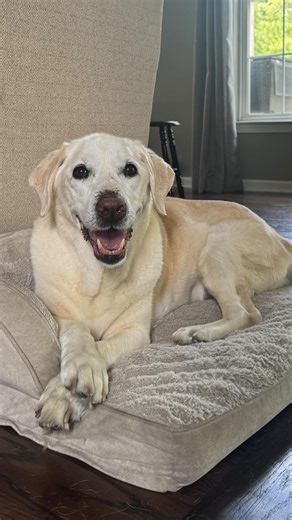 C a r r i e . M i n k on Instagram: "Check on the Minks. We are all heartbroken. 💔 There is no other way to describe this loss. Our truest and bestest friend is running free over the rainbow bridge. There just simply will never be another dog as special as she was to each of us. Her soul reached deep into each one of our heartstrings and tugged til the very end. It’s all the little things that are hardest for me now. I don’t hear the clicking clack of her paws on the hard wood floor above while