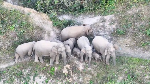 China's famous herd of wandering elephants has recently grown, with the addition of several baby elephants, according to the Pu'er Forest Fire Brigade of Yunnan Province. Recent video footage from Xishuangbanna National Nature Reserve shows the #elephants moving through the forest, with baby elephants often snuggling or nursing. #ChinaSeen | CGTN