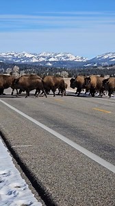Leaping bison... Grand Teton National Park. Bison are very agile and athletic for their size... | T. Lyn Neufeld Photography