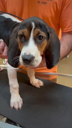“Where can I find a TT15 Mini?” That was our most asked question when we went on the road this past weekend. The Answer, it’s going to be about impossible. Garmin quit making the minis but the TT25 is a great option for smaller dogs. Here is their new collar on a 9 week old Walker pup. You can also get a zero length band to make it smaller. Check it out and reach out if you have any questions! #garmintracking #dogtracking #houndhunting #rabbithunting #runningbeagles #huntinglife #conkeysoutdoors