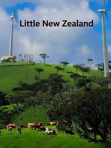 Ambewela Farm is a famous dairy farm in the Nuwara Eliya district of Sri Lanka, known as "Little New Zealand" for its green pastures, cool climate, and picturesque landscapes. The farm offers visitors an opportunity to see dairy operations, interact with farm animals, and enjoy fresh dairy products. #Ambewelafarm #nuwaraeliya #visitsrilanka ##HugSriLanka #srilankatourism | Hug Sri Lanka