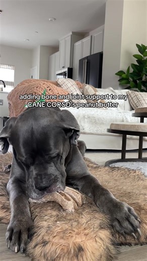 Homemade Dog Peanut Butter Recipe
