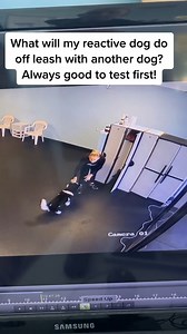 Ready to transform your dog's behavior? The Dog Calming Code is your key! 🐶🔑 Link in BIo @wedogtrainer . . . . . . . DM For Credit Or Removal . #dogtraining #hundesport #dogsport #hundetraining #workingmalinois #unterordnung #obedience #unterordnungstraining #obediencedog #dogobedience #dogsports #doghandler | We Dog Trainer