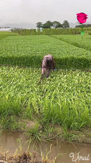 Why_Do_China_Farmers_Do_This_👨‍🌾😱 #viral #reels #Amazing #facts #shorts #China #farmer #fypchallenge | Mohd Husain