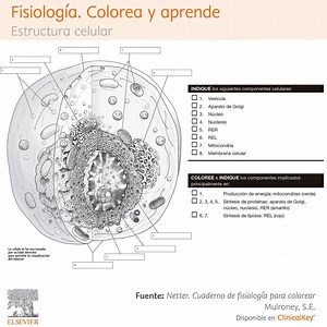 Hoy os presentamos una de esas obras especiales que cambian nuestra forma de estudiar y de comprender una asignatura clave como es la #fisiología Os hablamos de: 📙 'Netter.Cuaderno de fisiología para colorear' 👉 https://bit.ly/Librerias-Elsevier 🔝 Refuerza conocimientos con un método de repaso activo, atractivo y relajante 🔝 Transforma los conceptos abstractos en más concretos mediante la aplicación del color para reforzar la comprensión y la memorización de los temas más difíciles ‼️ Para h