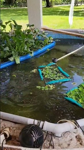 Grow Your Dinner! Raise Fish In Your Backyard