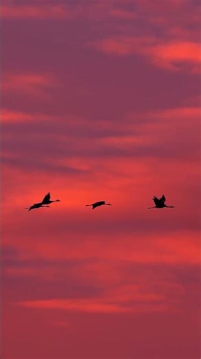 Birds Winter Migration 🕊️ Massive Flock in Flight | Nature Wildlife Cinematic 4K Video