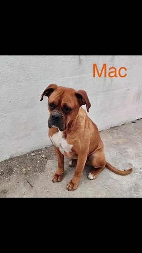 Mend my life! each voice cried. We heard your cries . We needed to help. We needed to mend. Rescue is global . Their lives matter. We are honored to help. Thanks to all who helped - you are our silent heroes . Thank you to all adopters who opened their hearts and homes. Welcome home “Turkey Brigade” welcome home 🇺🇸 | Adopt a Boxer Rescue