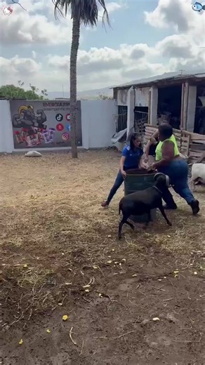 L'humour et le rire sont de puissants antistress naturels qui détendent le corps et l'esprit en libérant des endorphines, dopamine et sérotonine, tout en diminuant le cortisol. Rire agit comme un relaxant musculaire, oxygène le cerveau, renforce le système immunitaire et améliore l'humeur en aidant à dédramatiser les situations. Voici comment l'humour agit comme un véritable outil de bien-être : Réduction physique du stress : Rire diminue le taux de cortisol, l'hormone du stress, et déclenche la