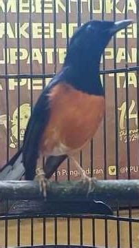 burung murai gacor ISIAN ISTIMEWA FULL MATERI