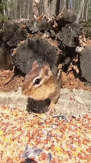 Cute Chipmunk Stuffs its Face and Cheeks!