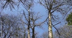 leafless deciduous trees in the spring season, beautiful bare branches of deciduous trees after winter