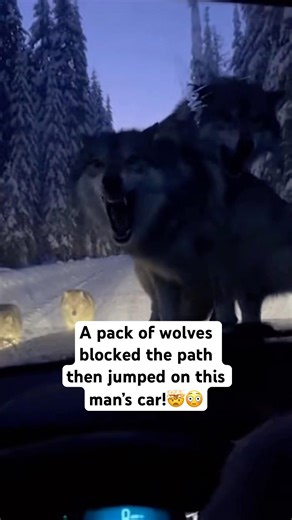 Wolves attack man’s car!