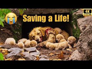 Heartwarming Rescue: Rescued Golden Retriever and pups find new forest home