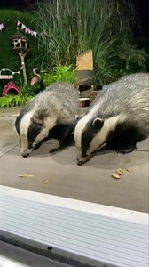 Mr Lumpy day today and here he is with the most beautiful Mrs Lumpy they visited for just over 8 years together, how privileged was I 🦡🦡🐾🐾❤️ | Mr Lumpy & Friends.