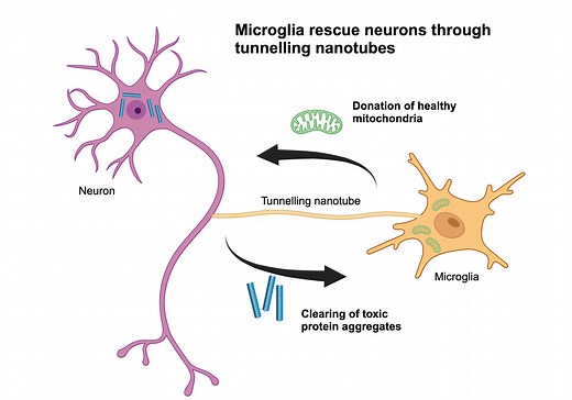 Building bridges between cells for brain health: Research finds microglia rescue neurons through tunneling nanotubes