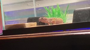 #cute #reptile #animalsontiktok #gecko #leopardgecko