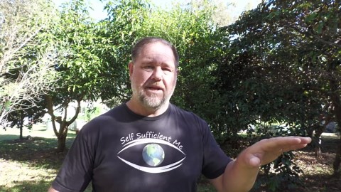 What Does the Fruit From Citrus Rootstock Taste Like?