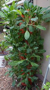 CHEAP Garden Tower DIY #diy #gardening #towergarden | Keep on Growin'