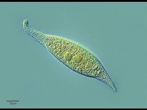 PROTOZOOS, ESTRUCTURA Y FUNCIONES EA)