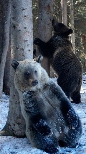 Grizzly Bear Secrets