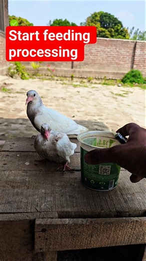 Hand feeding processing #pigeon #viral ##shortsfeed