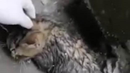 Kitten rescued after being dumped in alleyway and left to die