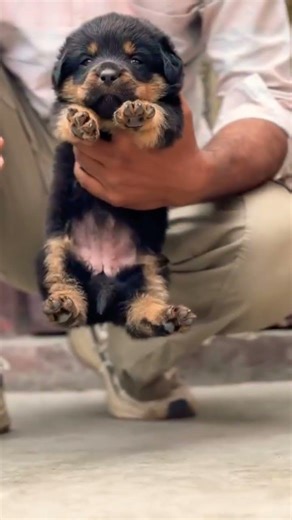 8810623046 Rottweiler puppy strong guard dog top quality vaccinated trained contact now fast booking