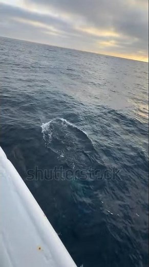 SMS Broadcast Software Free|Telegram:my911sms