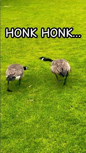 Canada Goose Honking Sound (Real Footage) #canadagoose #canadageese