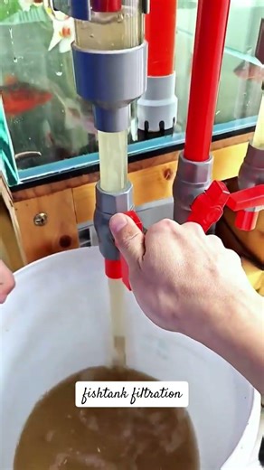 One-click waste removal #fishtankfiltration #fishkeepingdiary #fishkeeper #siphonbottomfilter