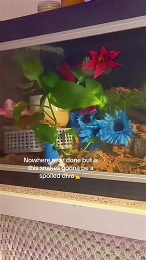 It’s for a baby/younger/juvinile ball python until it grows and I upgrade! Ima hopefully keep this tank mould free and keep it for a corn snake or something in the future ! #snake #vivarium #snaketank #ballpython