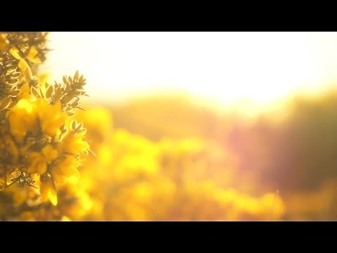 N°073 - relaxdaily /// Thank You! /// (100k subscribers) Thank You Video