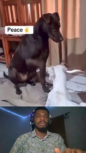 3.9K views · 81 reactions | It could actually be #viral #funny | zaktherobot | Facebook