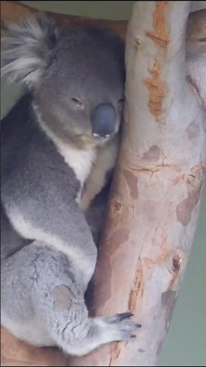 Australia’s Big 5 animals at Sydney zoo 🇦🇺