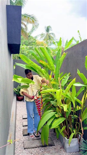 Creating Your Own Tropical Flower Garden