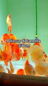 OFFERTE DISCUS NOVEMBRE ✅️ vendita al tettaglio e ingrosso DUSCUS 5/6CM MIX Blu diamond, blu scorpion, turchese brillant, red cover, red marlboro pigeon snake skin, turchese red mosaico, pigeon checkerboard, white diamond, yellow marlboro, yellow Checkerboard, white yellow, ✅️ 1×29,90€/CAD. ✅️ 4×28,90€/CAD. ✅️ 6x27.90€/CAD. ✅️ 8×26,90€/CAD. 🎁 500gr. Di granulato ✅️ 10×24,90€/CAD. 🎁500gr. Di granulato ✅️ 20×23,90€/CAD 🎁500gr. Di granulato ------------------------------------------------‐------
