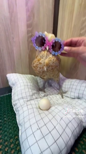 Dori's Stylish Glasses: A Genshin Impact Meme