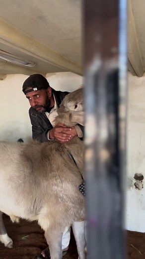 #mashallah🕋🕋🤲🤲☝️☝️ #foryoupage❤️❤️ #mashallah #mashallah🕋🕋🤲🤲☝️☝️ #mashallah #mashallah #mashallah😍😍😍😍😍 #mashallah😍😍😍😍😍 #mashallah🕋🕋🤲🤲☝️☝️ #mashallah🕋🕋🤲🤲☝️☝️